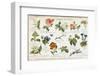 Language of Flowers Card-null-Framed Photographic Print