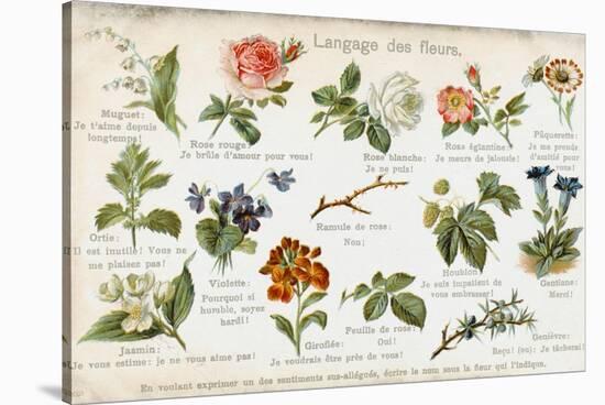 Language of Flowers Card-null-Stretched Canvas