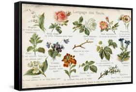 Language of Flowers Card-null-Framed Stretched Canvas
