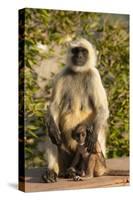 Langur Monkey, Amber Fort, Jaipur, Rajasthan, India.-Inger Hogstrom-Stretched Canvas