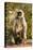 Langur Monkey, Amber Fort, Jaipur, Rajasthan, India.-Inger Hogstrom-Stretched Canvas
