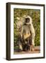 Langur Monkey, Amber Fort, Jaipur, Rajasthan, India.-Inger Hogstrom-Framed Photographic Print