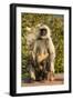 Langur Monkey, Amber Fort, Jaipur, Rajasthan, India.-Inger Hogstrom-Framed Photographic Print