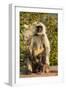 Langur Monkey, Amber Fort, Jaipur, Rajasthan, India.-Inger Hogstrom-Framed Photographic Print