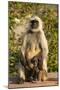 Langur Monkey, Amber Fort, Jaipur, Rajasthan, India.-Inger Hogstrom-Mounted Photographic Print