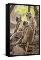 Langur Monkey, Ranthambhore National Park, Rajasthan, India, Asia-Janette Hill-Framed Stretched Canvas