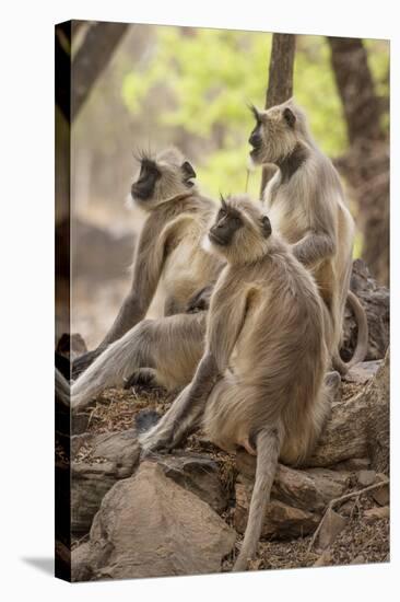 Langur Monkey, Ranthambhore National Park, Rajasthan, India, Asia-Janette Hill-Stretched Canvas