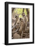 Langur Monkey, Ranthambhore National Park, Rajasthan, India, Asia-Janette Hill-Framed Photographic Print