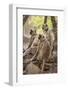 Langur Monkey, Ranthambhore National Park, Rajasthan, India, Asia-Janette Hill-Framed Photographic Print