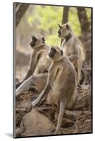 Langur Monkey, Ranthambhore National Park, Rajasthan, India, Asia-Janette Hill-Mounted Photographic Print