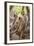 Langur Monkey, Ranthambhore National Park, Rajasthan, India, Asia-Janette Hill-Framed Photographic Print