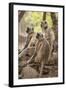 Langur Monkey, Ranthambhore National Park, Rajasthan, India, Asia-Janette Hill-Framed Photographic Print