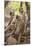 Langur Monkey, Ranthambhore National Park, Rajasthan, India, Asia-Janette Hill-Mounted Photographic Print
