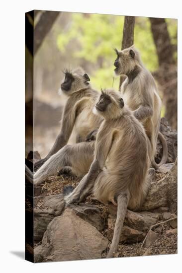 Langur Monkey, Ranthambhore National Park, Rajasthan, India, Asia-Janette Hill-Stretched Canvas