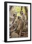 Langur Monkey, Ranthambhore National Park, Rajasthan, India, Asia-Janette Hill-Framed Photographic Print