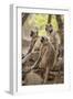 Langur Monkey, Ranthambhore National Park, Rajasthan, India, Asia-Janette Hill-Framed Photographic Print