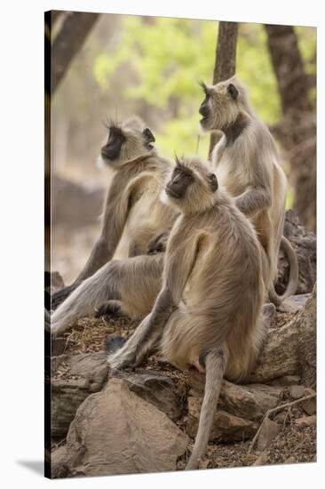 Langur Monkey, Ranthambhore National Park, Rajasthan, India, Asia-Janette Hill-Stretched Canvas