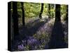 Lanhydrock Beech Woodland with Bluebells in Spring, Cornwall, UK-Ross Hoddinott-Stretched Canvas