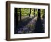 Lanhydrock Beech Woodland with Bluebells in Spring, Cornwall, UK-Ross Hoddinott-Framed Photographic Print