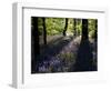 Lanhydrock Beech Woodland with Bluebells in Spring, Cornwall, UK-Ross Hoddinott-Framed Photographic Print