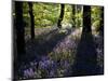 Lanhydrock Beech Woodland with Bluebells in Spring, Cornwall, UK-Ross Hoddinott-Mounted Photographic Print