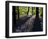 Lanhydrock Beech Woodland with Bluebells in Spring, Cornwall, UK-Ross Hoddinott-Framed Photographic Print