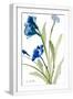 White Frame