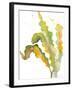 Chelsea Black