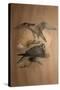 Lanner Falcon (Falco Lanarius), 1856-Joseph Wolf-Stretched Canvas
