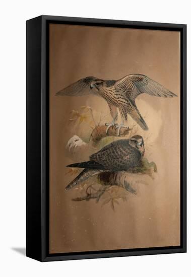 Lanner Falcon (Falco Lanarius), 1856-Joseph Wolf-Framed Stretched Canvas
