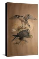 Lanner Falcon (Falco Lanarius), 1856-Joseph Wolf-Stretched Canvas