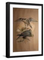 Lanner Falcon (Falco Lanarius), 1856-Joseph Wolf-Framed Giclee Print