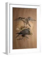 Lanner Falcon (Falco Lanarius), 1856-Joseph Wolf-Framed Giclee Print