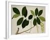 Lansium Domesticum-null-Framed Giclee Print