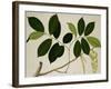 Lansium Domesticum-null-Framed Giclee Print