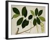 Lansium Domesticum-null-Framed Giclee Print