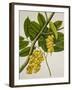 Lansium Domesticum-null-Framed Giclee Print