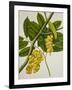 Lansium Domesticum-null-Framed Giclee Print