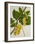 Lansium Domesticum-null-Framed Giclee Print