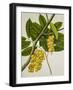 Lansium Domesticum-null-Framed Giclee Print