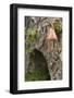 Lantern and Citadel, Corte, Corsica, France-Walter Bibikow-Framed Photographic Print