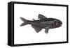 Lantern Fish (Myctophum Affine), Fishes-Encyclopaedia Britannica-Framed Stretched Canvas