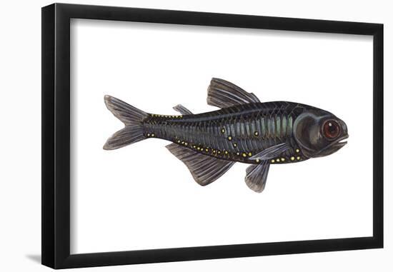 Lantern Fish (Myctophum Affine), Fishes-Encyclopaedia Britannica-Framed Poster