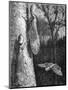Lantern Fly Fulgora Laternaria on Tree Trunk-Chris Hellier-Mounted Giclee Print