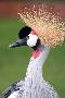 Laminate