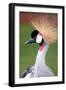 Black Frame