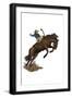 Black Frame