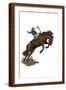 Brown Frame