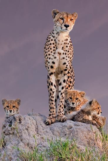 Premium Photographic Print, , large