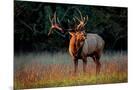 Wood Mount